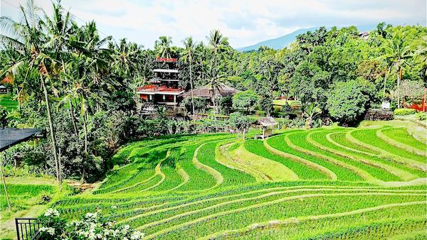 rice terrace krisna located one hour from celukan bawang